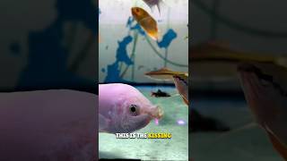 This Fish Fights by Kissing 😲 [upl. by Ydroj]