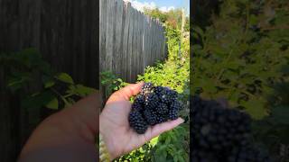 Best blackberry variety for Florida Prime Ark Freedom Blackberry [upl. by Valeria]