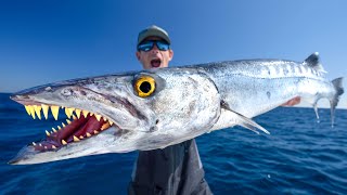 TOXIC Truth about this Fish Catch Clean Cook Barracuda [upl. by Eniac196]