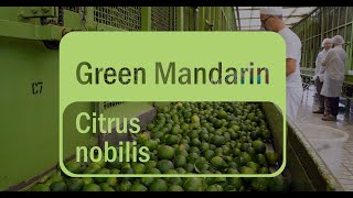 doTERRA  Green Mandarin Essential Oil Sourcing Translated Subtitles [upl. by Gillie]