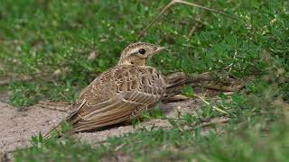 4K Skowronek  Skylark  Alauda arvensis [upl. by Harbed]