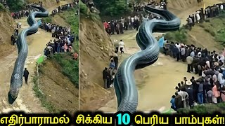 சமீபத்தில் கண்டுபிடிக்கபட்ட நடுங்கவைக்கும் 10 மிகப்பெரிய பாம்புகள்  Unbelievable Giant Snakes [upl. by Ahcilef901]