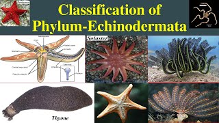 Classification of Echinodermata  Echinodermata Classification  Class Asteroidea [upl. by Admana20]