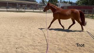 Tennessee Walking Horse Doing A Trot and Fox Trot Gaited Horse Training [upl. by Hammad]