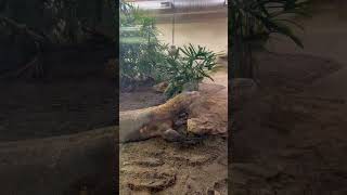 Komodo dragon zoo canada dangerousanimal foryou beautiful shortsfeed [upl. by Aihtnyc]