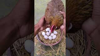 Beautiful broody hen eggs harvesting shorts [upl. by Criswell]