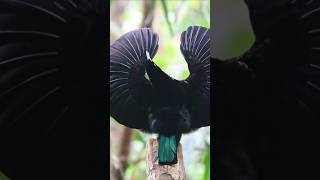 Birds of the Daintree Rainforest  Australia [upl. by Tyoh]