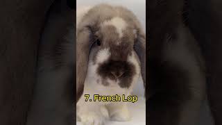 Top 10 Most Popular Bunny Breeds [upl. by Kristo169]