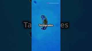 Tardigrades The Invincible MicroAnimalTardigradesWaterBearsMicroOrganismsStarBytesbySaswat [upl. by Idolla911]