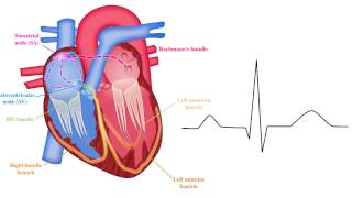 ECG basics 210  Basic EP Principles [upl. by Rock615]