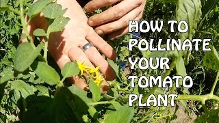 How To Pollinate Your Tomato Plant [upl. by Atiuqrahs]