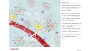 Zenuwcellen en steuncellen [upl. by Andrei]