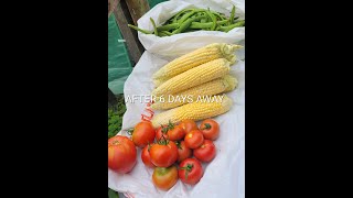 ALLOTMENT HARVEST SEPTEMBER  ALLOTMENT GARDENING UK [upl. by Kcim]