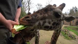 Top Moments Of Cuteness And Rascality At Oregon Zoo [upl. by Nelyaw]