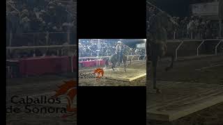 Caballo bailador La Rabia [upl. by Fia]