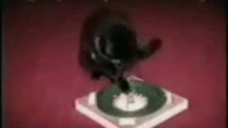 Gatos Divertidos Los mejores bloopers [upl. by Lucias]