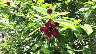 Learn to Grow Carolina Allspice [upl. by Ert]