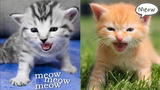 Kittens Meowing for Mom  Kitten Sounds [upl. by Eneloj]