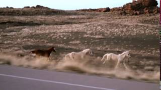 Wild horses running [upl. by Iturk]