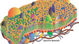 Cell membranes [upl. by Suirad599]