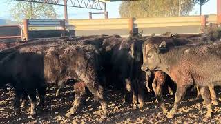 Ac ‘PA STOCKWELL’ Corryong  24 Angus Steers Vendor Bred Yard Weaned 1012 Months Grass Assured [upl. by Atnamas]