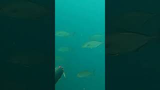 Ricciole allaspetto fishing spearfishing mare fish pescasub apnea pescainapnea [upl. by Pearline]