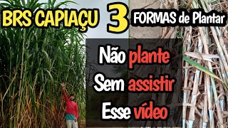 Como plantar Brs capiaçu qual a melhor forma 3 maneiras de plantar adubação completa [upl. by Niknar896]