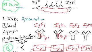 Antibody effector function  IgG IgA IgE IgD [upl. by Stuppy]