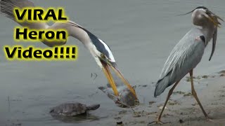 Heron Eating A Catfish  A Turtle Watches [upl. by Doerrer]