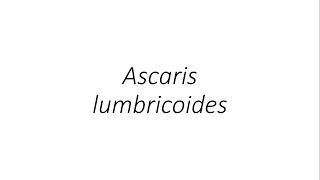 Ascaris lumbricoides  Parasitology [upl. by Mullane]