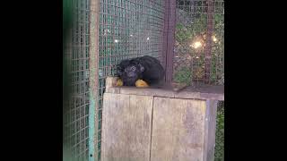 Red handed Tamarin marmoset monkey 🐒 🙈 [upl. by Macintyre156]