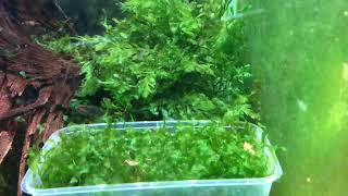 Danio erythromicron  Dwarf Emerald Rasbora Spawning RARE FOOTAGE [upl. by Nitsew]