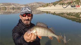 Perch Balık Avı  Ne Umdurdu Ne Öldürdü  İRİ BOY PERCHLER  Perch Fishing [upl. by Iur]