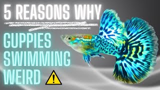 Guppy Fish Care  5 Reasons Why Guppies Swimming Weird And How To React [upl. by Constantin]