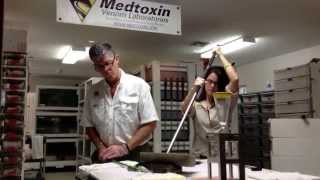 Cottonmouth Venomous snake venom extractionReptile Discovery Center [upl. by Eremaj]