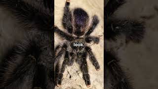 3 Fascinating Facts About Tarantulas facts fascinatingwildlife spider shorts [upl. by Triley]