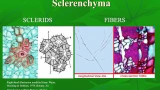 AS level A Cells Plant histology [upl. by Meece]