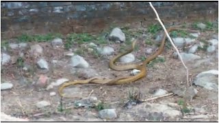 Male snakes’ deadly battle over female’s attention [upl. by Latrell]