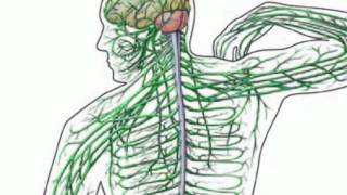 Introduction to the Ascending and Descending Tracts of the Spinal Cord [upl. by Ydnat]