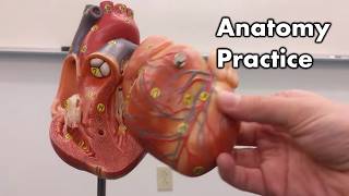 Heart Anatomy  Review and Quiz [upl. by Pavlish]