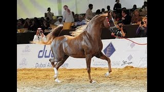 SPARTACUS TO  Qatar  International Arabian Horse Show 2016 [upl. by Annahgiel956]