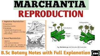 MARCHANTIA Reproduction in Marchantia Gametophytic Generation Bsc Botany Notes ZBC [upl. by Tutankhamen]