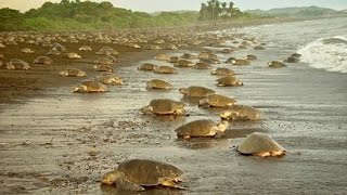 Olive Ridley Turtle Arribada Costa Rica [upl. by Meridel614]