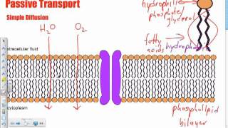 Bio B9  Simple Diffusion Passive Transport [upl. by Nevar155]