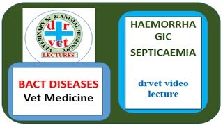 Haemorrhagic Septicaemia video by drvet [upl. by Intosh326]