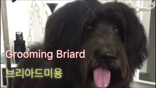 HappyGroomingBriard grooming [upl. by Ardnac]