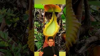 Giant Montane Pitcher Plant Eats Poop💩🪴 [upl. by Aneert271]