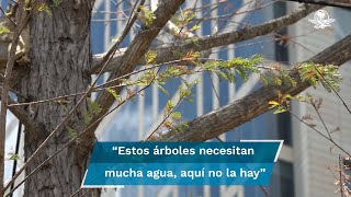 Resucita ahuehuete de Reforma incrédulos presagian muerte del árbol [upl. by Mommy364]