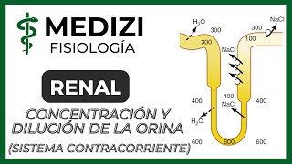 Fisiología Renal  Concentración y Dilución orinaMultiplicador contracorrienteIGdoctorpaiva [upl. by Forras]