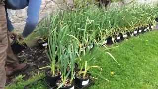 How to grow garlic in potsA trial [upl. by Nettirb]